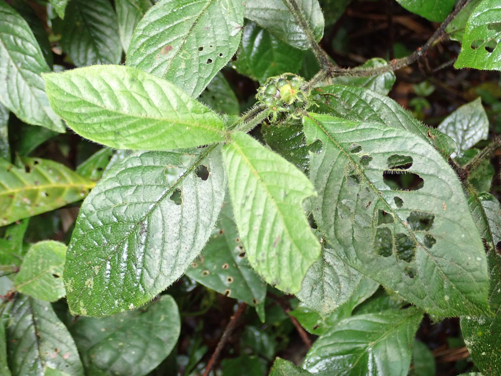 Psychotria retrorsipilis — houseplant care guide