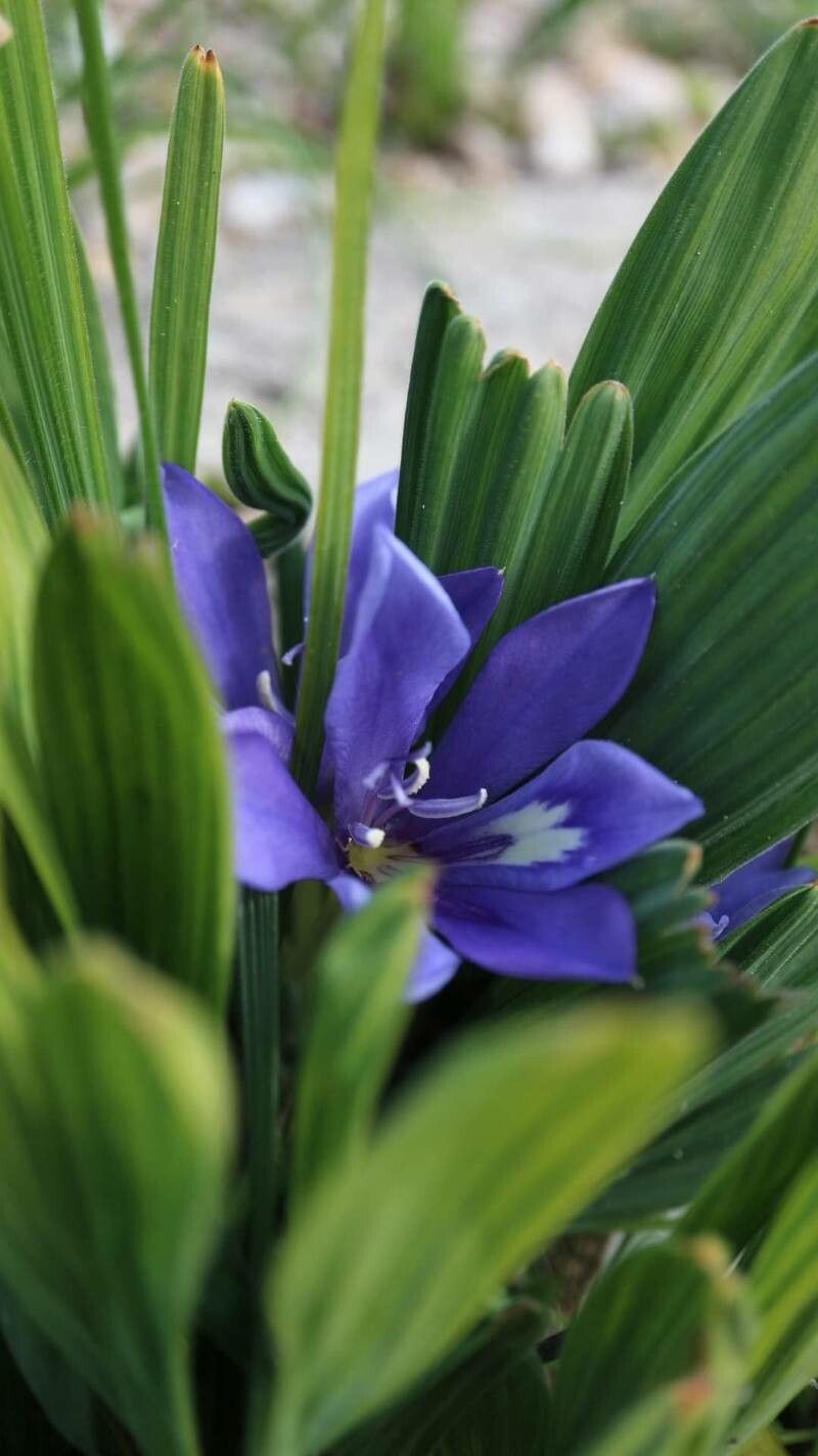 Babiana cuneata — related species from the same genus