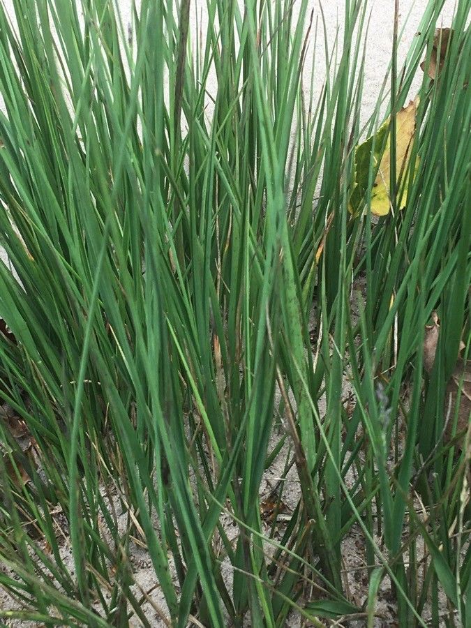 Trichophorum cespitosum leaf