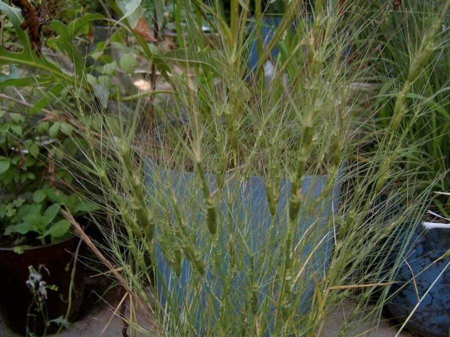 Aegilops triuncialis flower