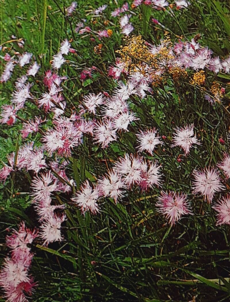 Dianthus monspessulanus habit