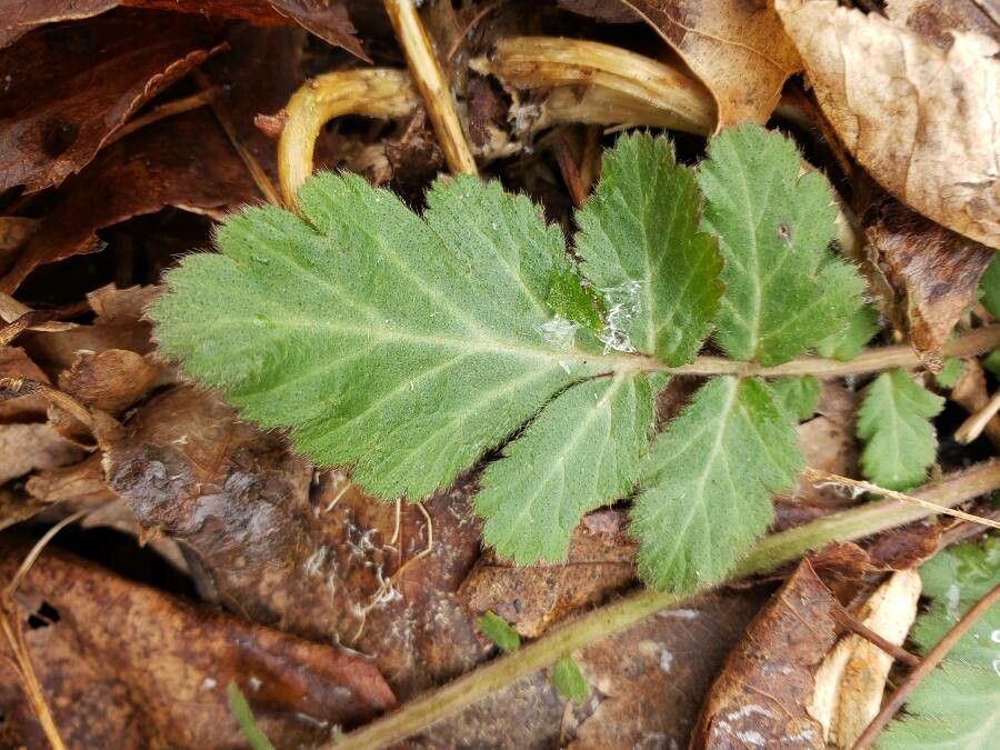 Geum virginianum leaf