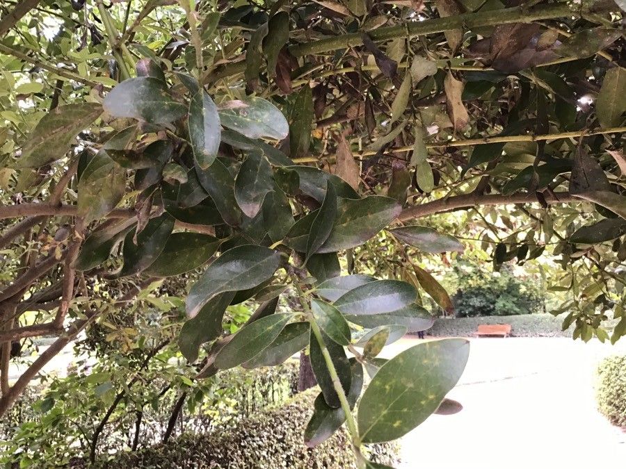 Garrya elliptica leaf