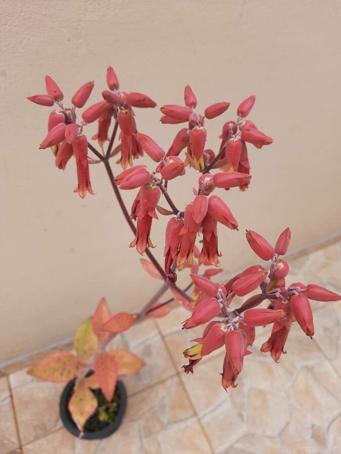 Kalanchoe gastonis-bonnieri flower