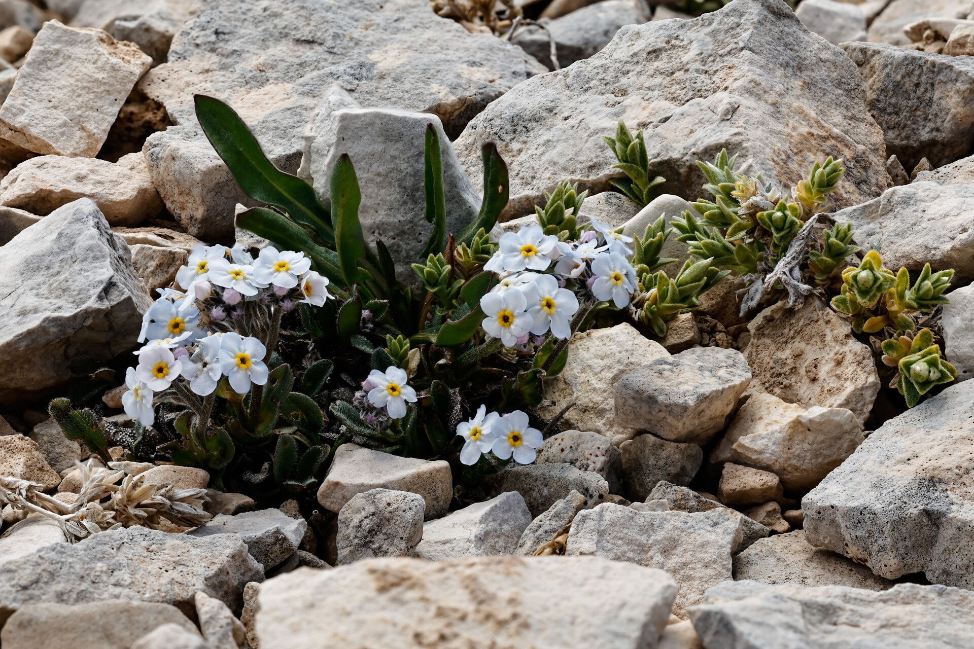 Myosotis ambigens flower