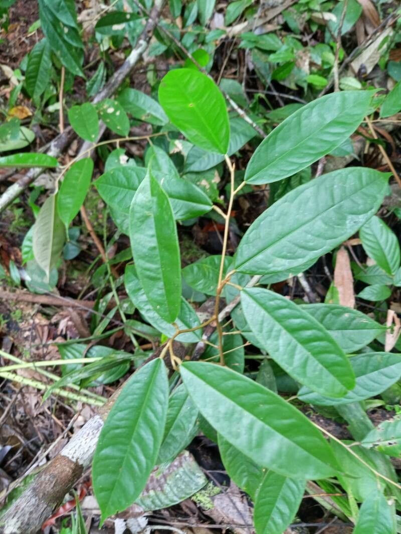 Durio dulcis — related species from the same genus