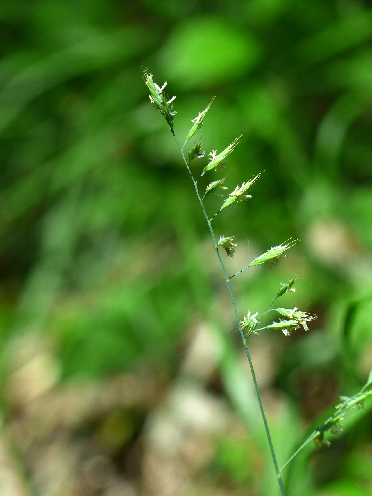 Festuca alpina habit
