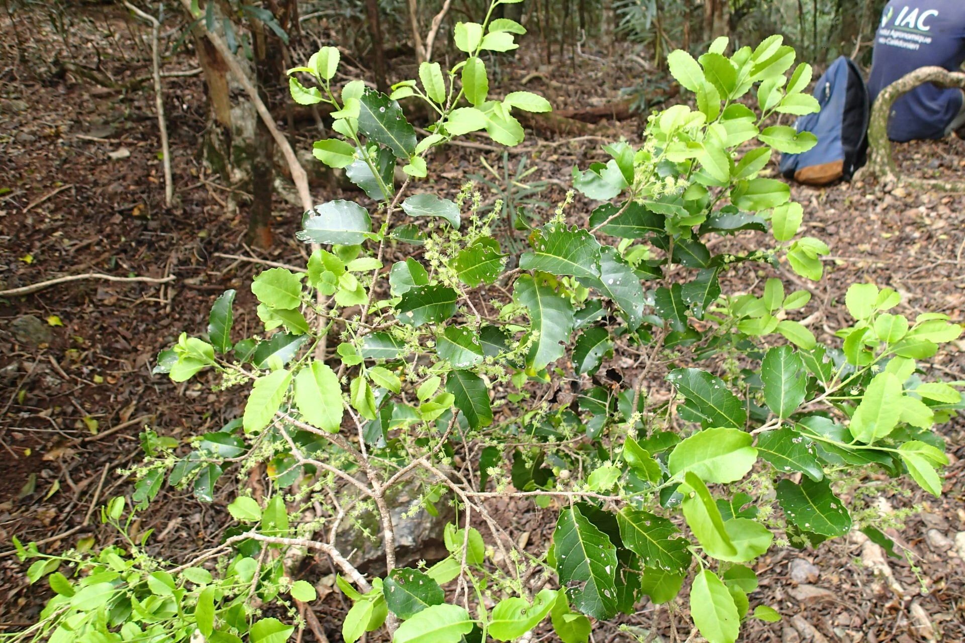 Homalium serratum habit
