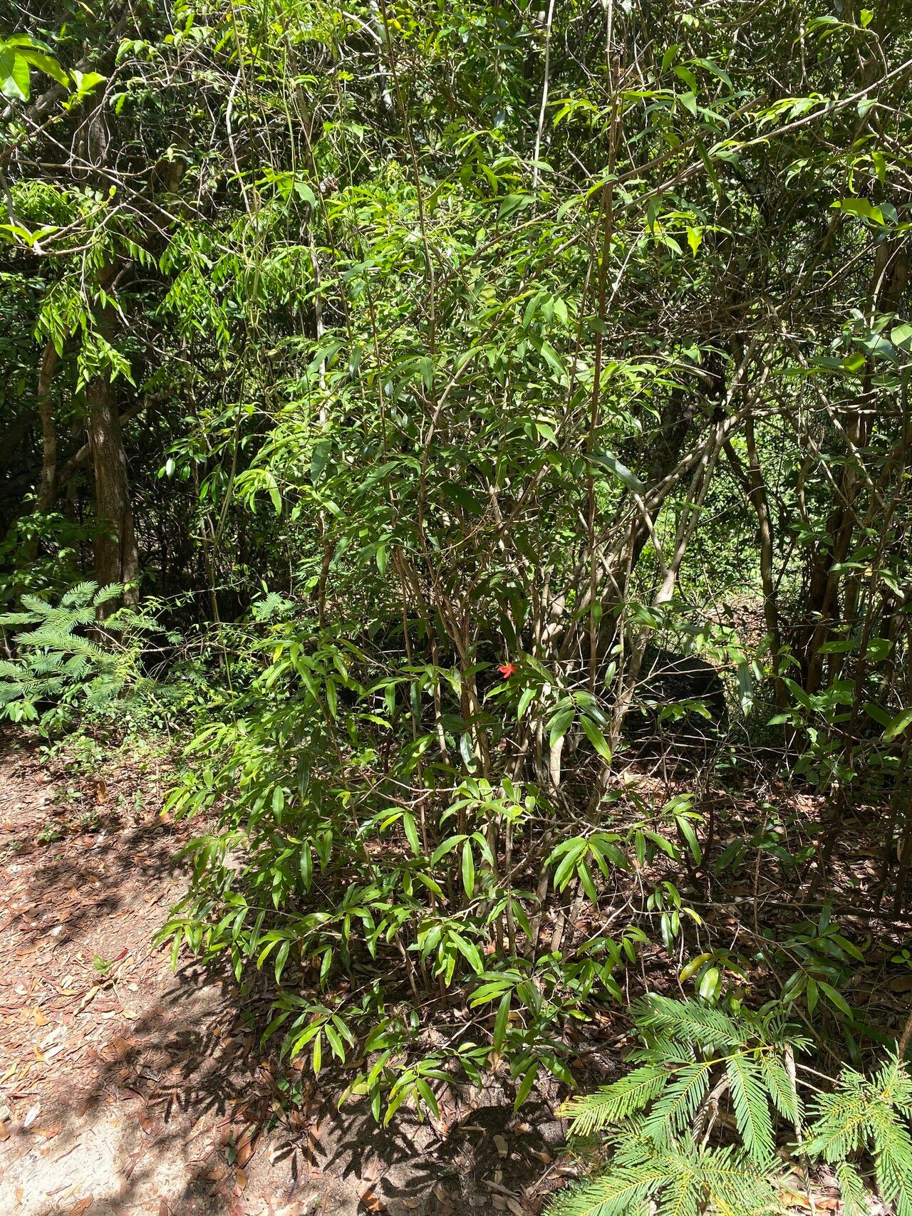 Hibiscus ferrugineus habit