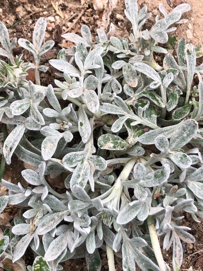 Sideritis syriaca — search result for 'Syria'