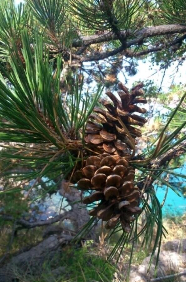 Pinus brutia fruit