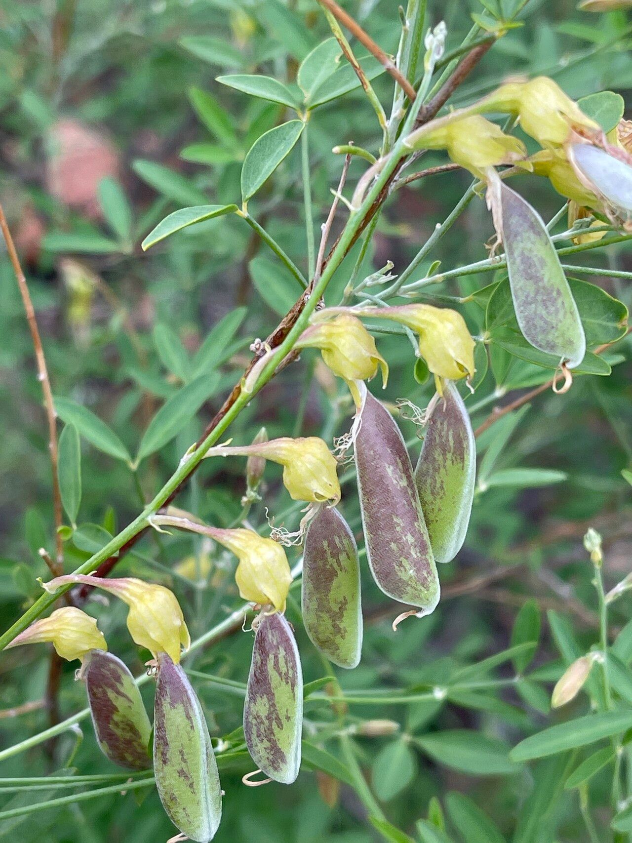 Crotalaria pallidicaulis fruit