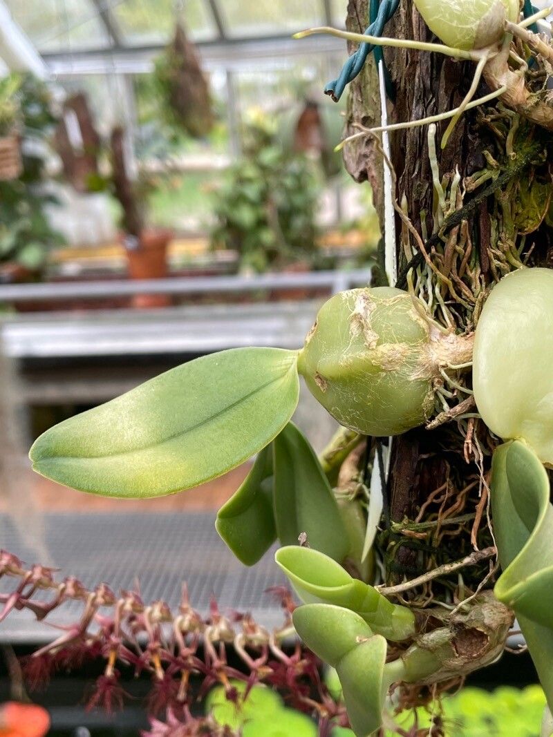 Bulbophyllum barbigerum leaf