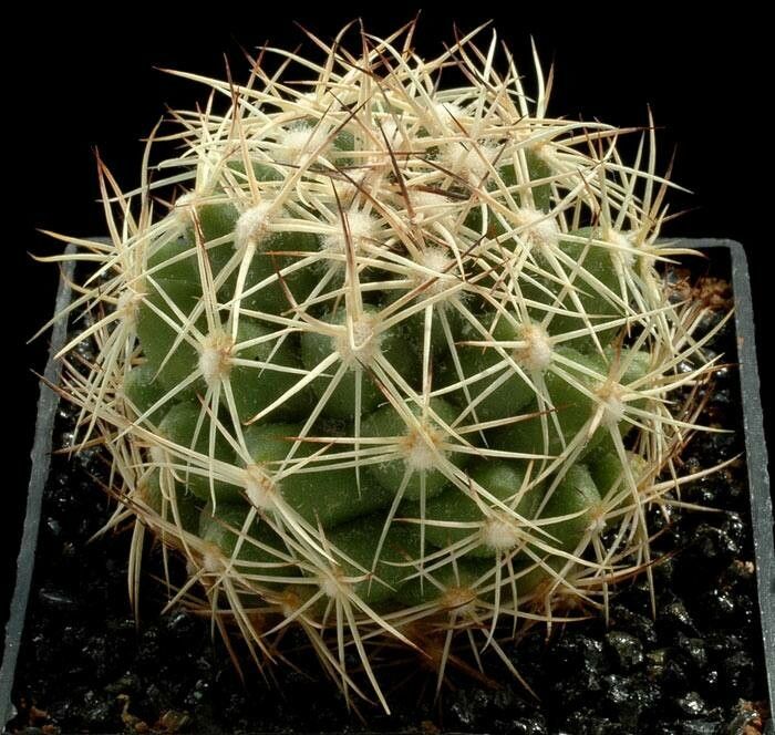 Coryphantha pseudonickelsiae — search result for 'Coryphantha'
