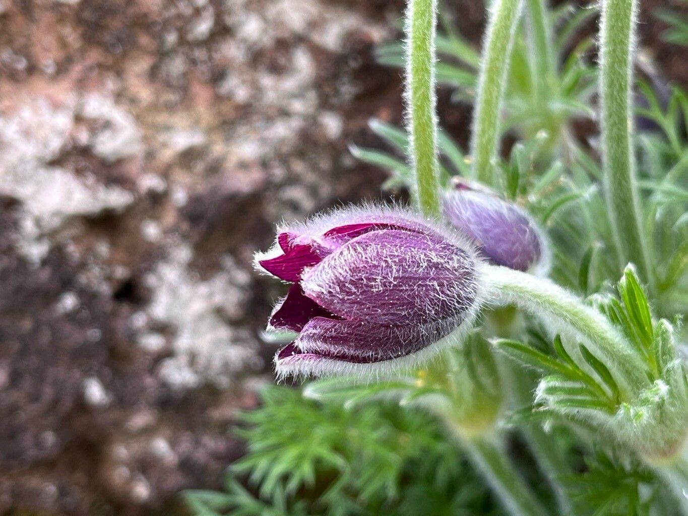 Pulsatilla ambigua flower
