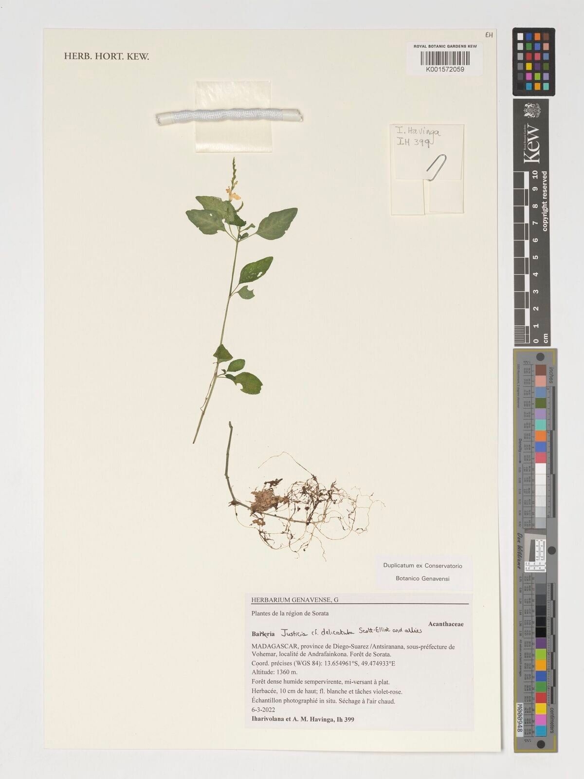 Justicia delicatula — houseplant care guide