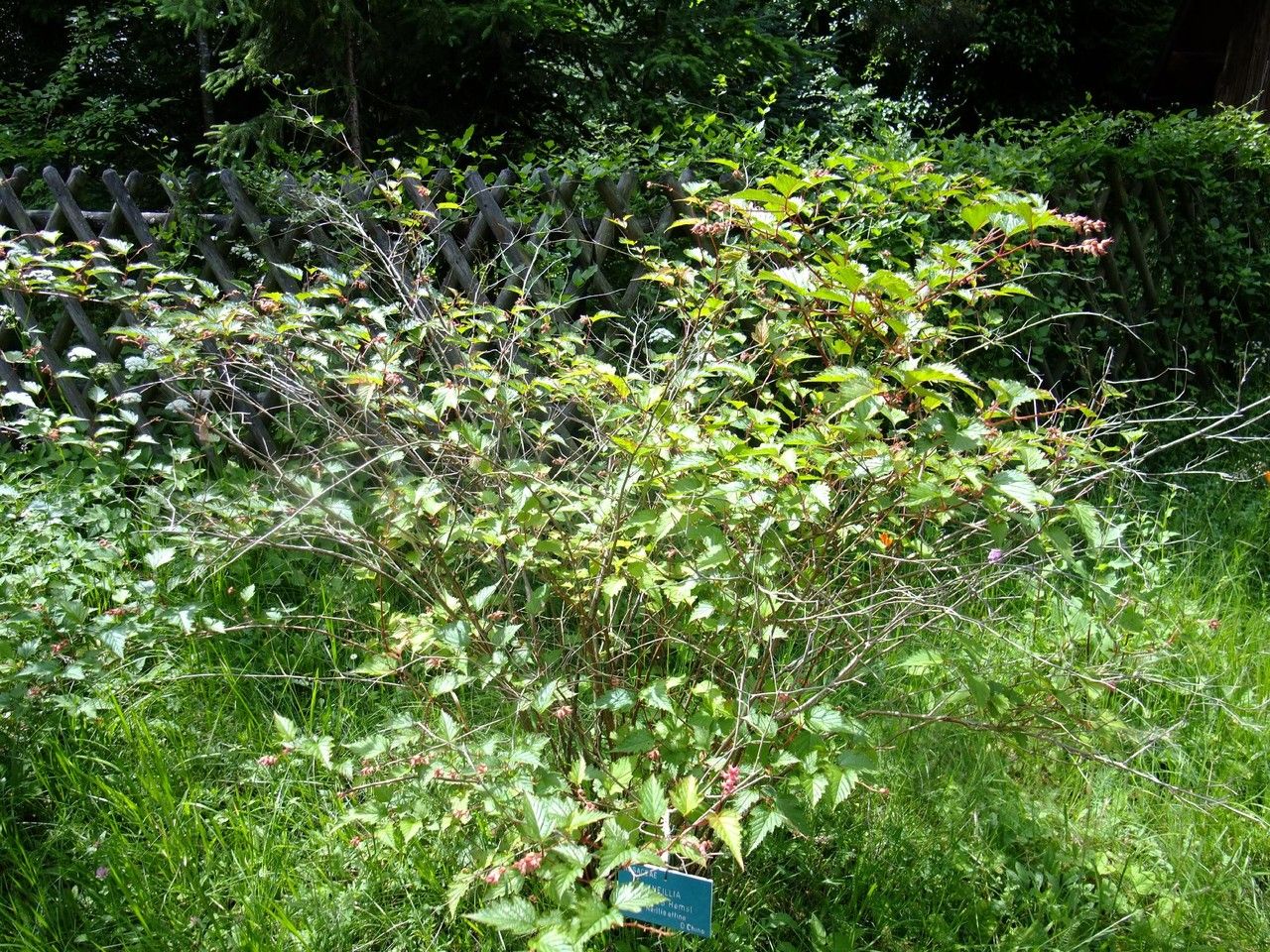 Neillia affinis habit