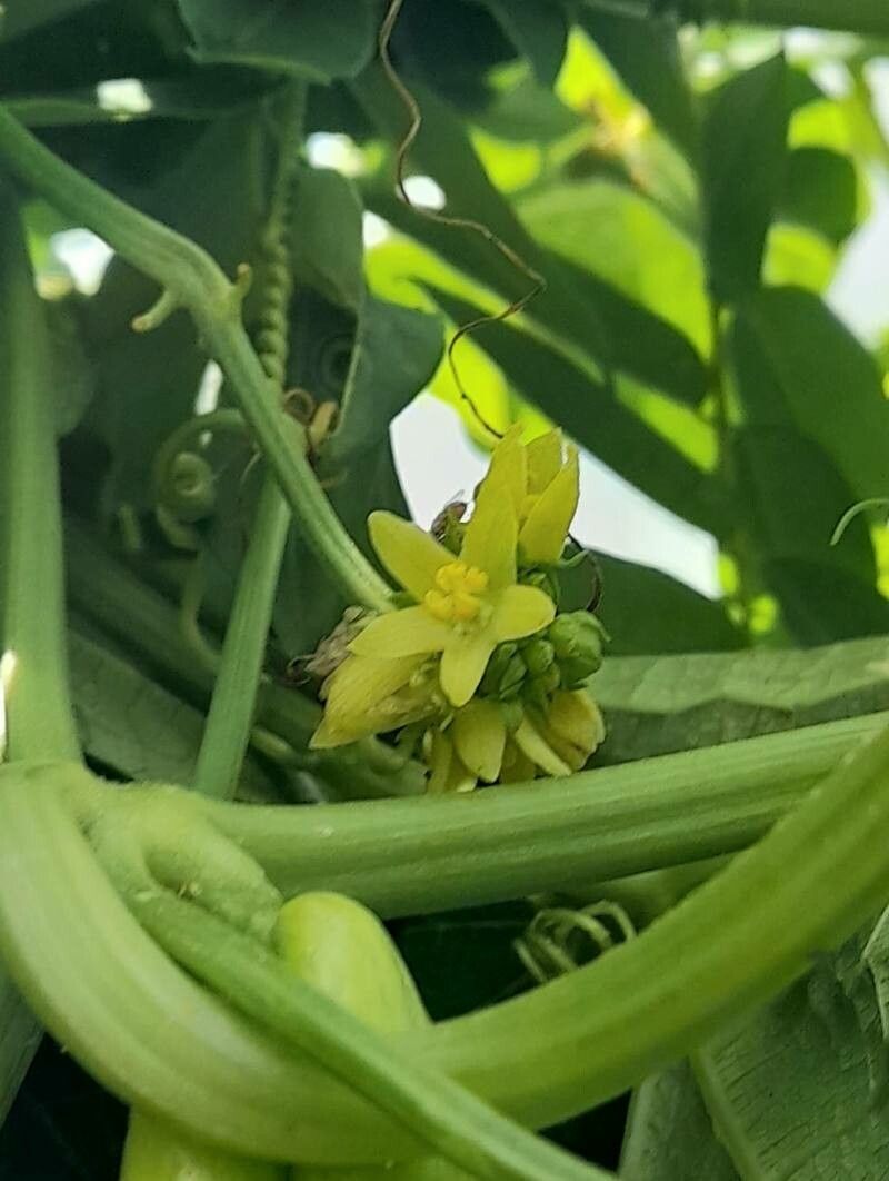 Sechium edule flower