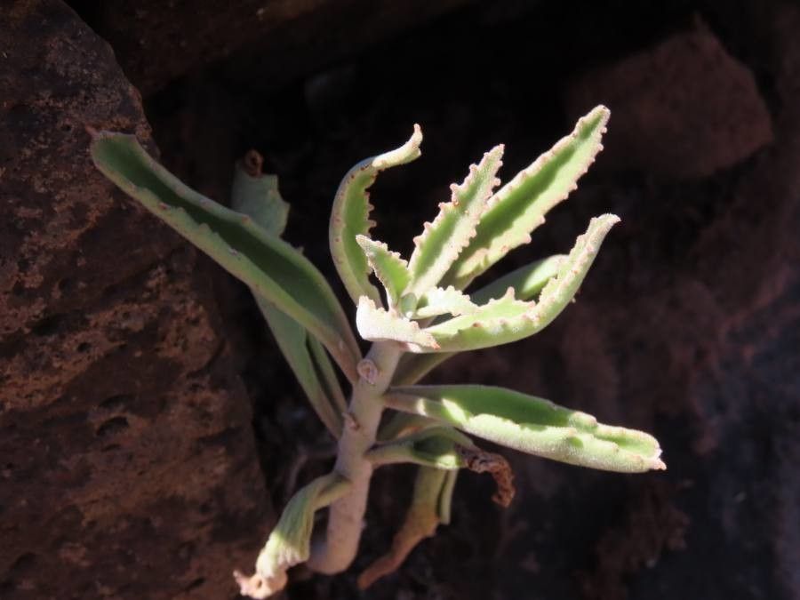 Kalanchoe citrina — search result for 'Kalanchoe'