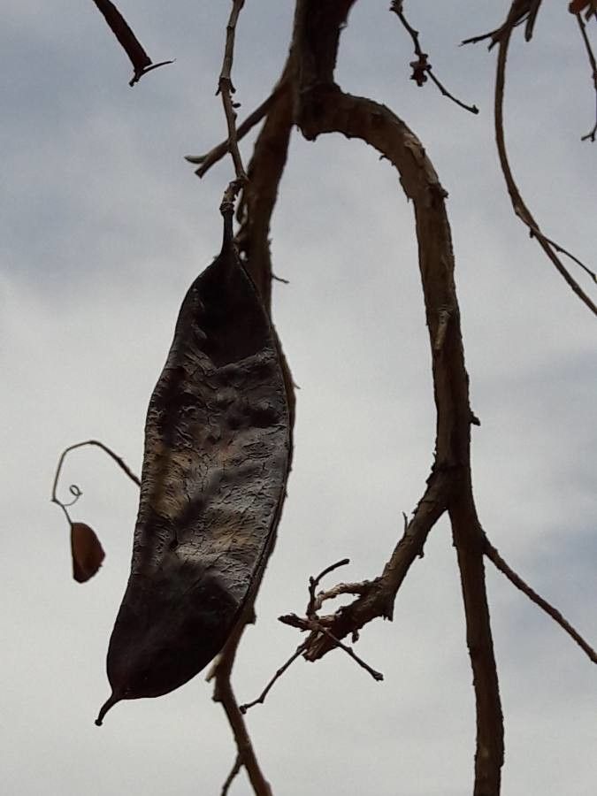 Piliostigma reticulatum fruit