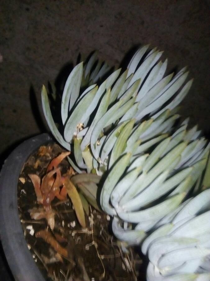 Dudleya densiflora bark