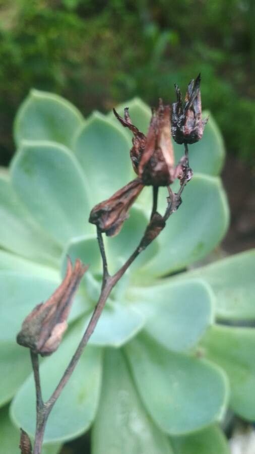 Echeveria secunda fruit