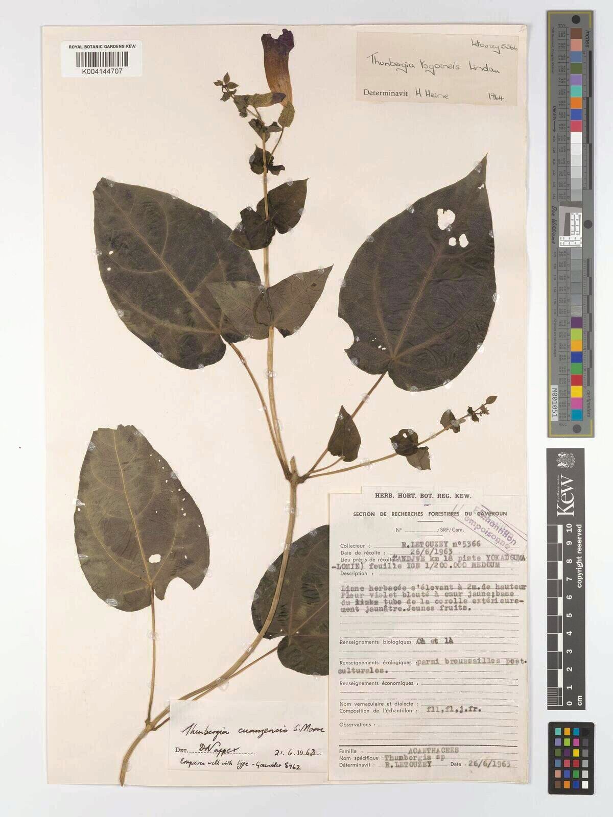 Thunbergia cuanzensis — search result for 'Thunbergia'