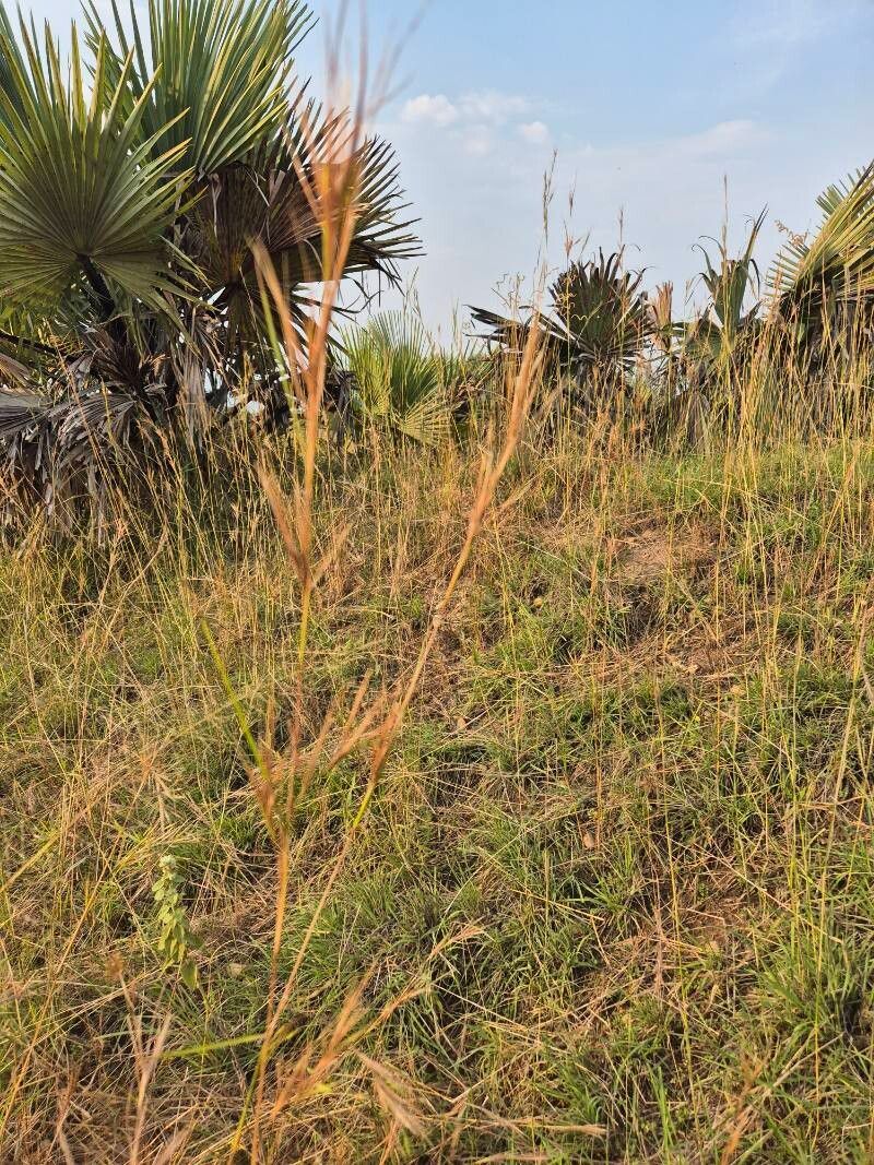 Hyperthelia dissoluta flower