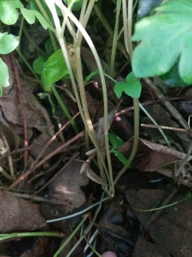 Adoxa moschatellina bark