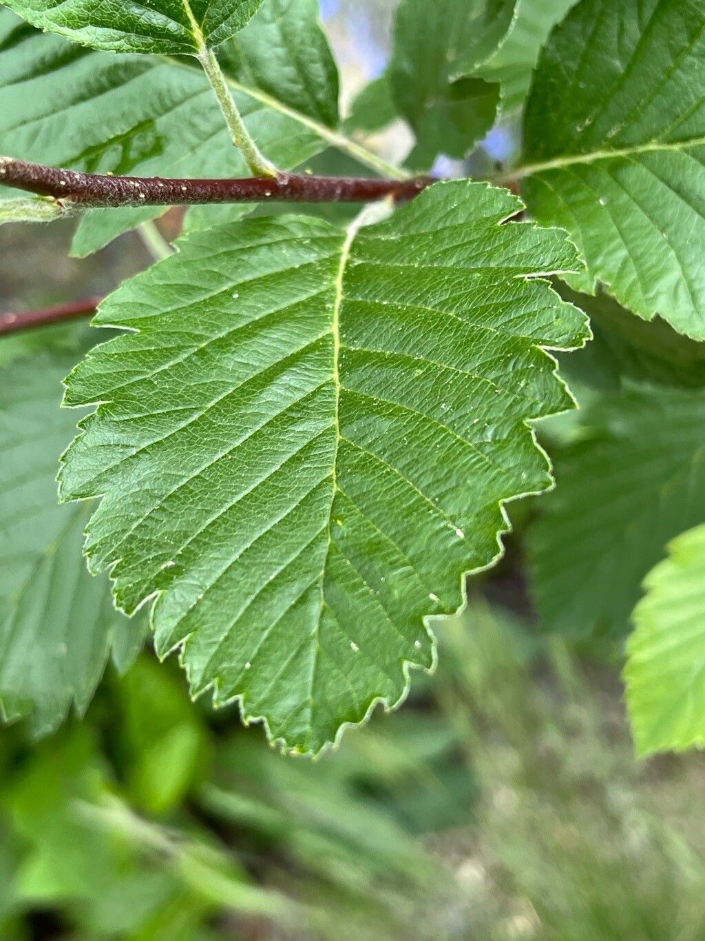 Hedlundia austriaca leaf