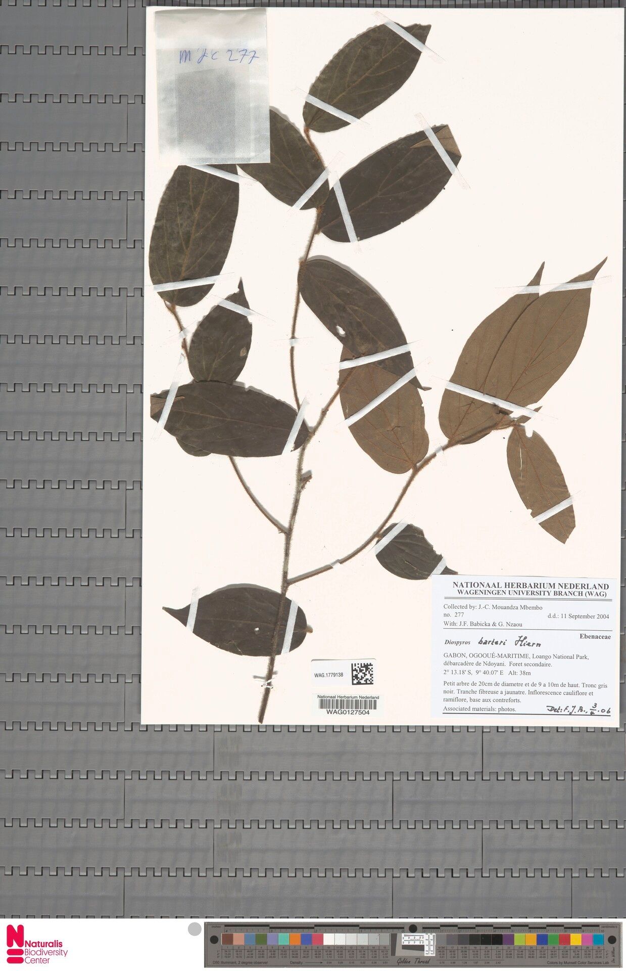 Diospyros barteri — houseplant care guide