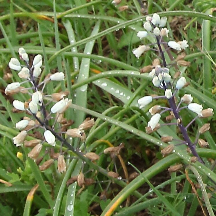 Bellevalia romana flower