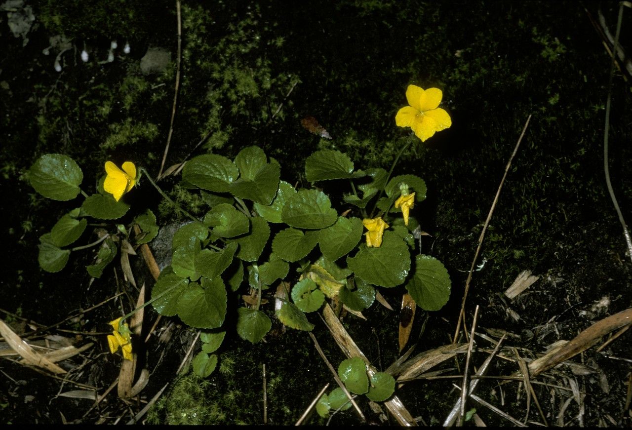 Viola maculata — houseplant care guide