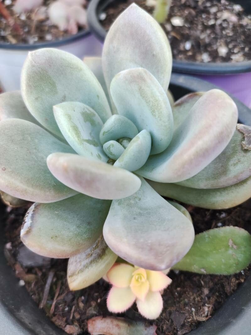 Pachyphytum machucae flower