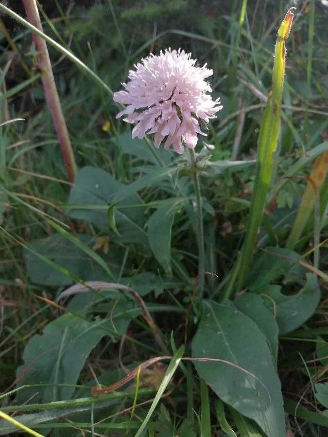 Knautia basaltica habit
