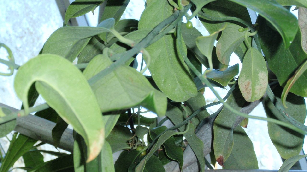 Austrobaileya scandens — houseplant care guide