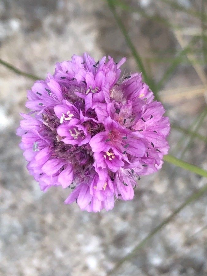 Armeria alpina flower