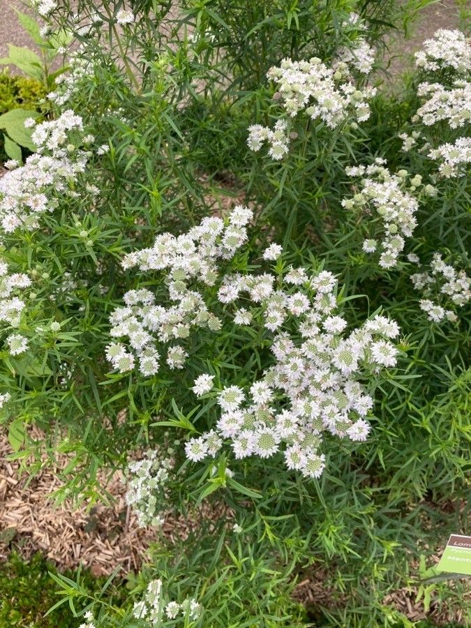 Pycnanthemum flexuosum — related species from the same genus