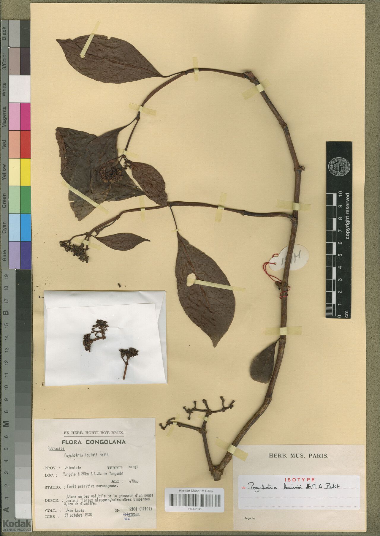 Psychotria louisii — houseplant care guide