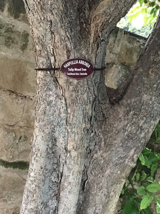 Harpullia arborea bark