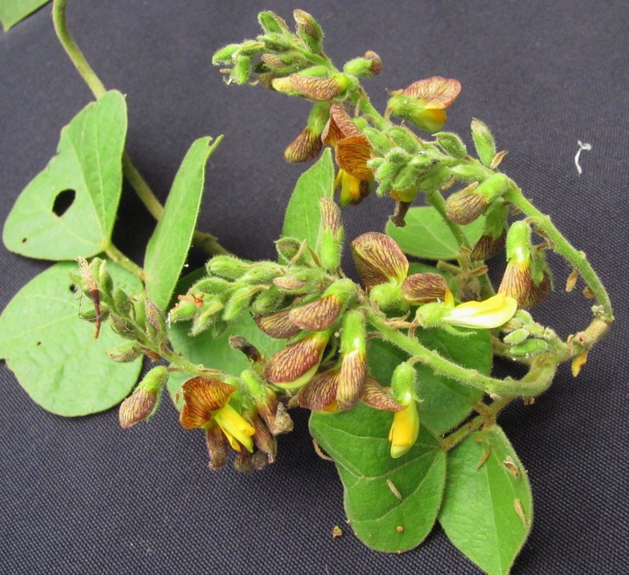 Rhynchosia quercetorum other