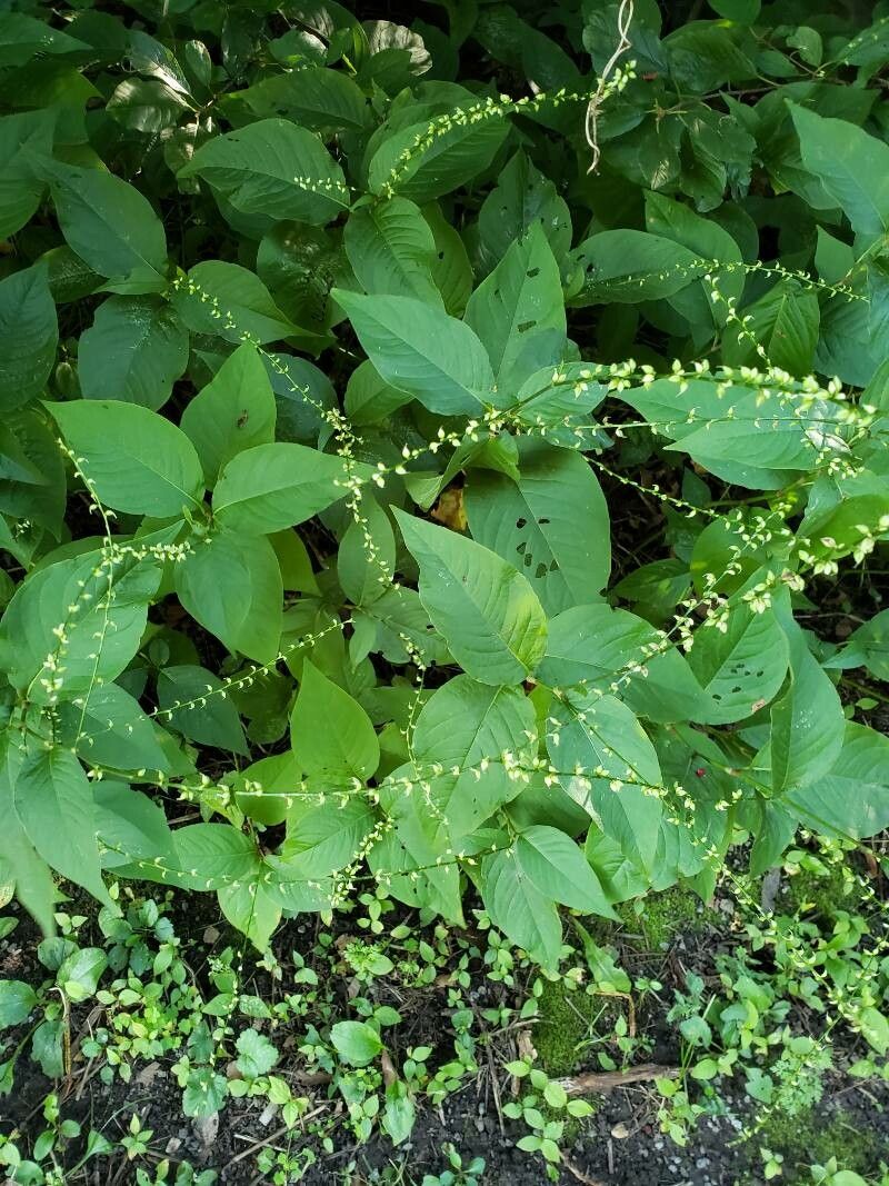 Polygonum virginianum leaf