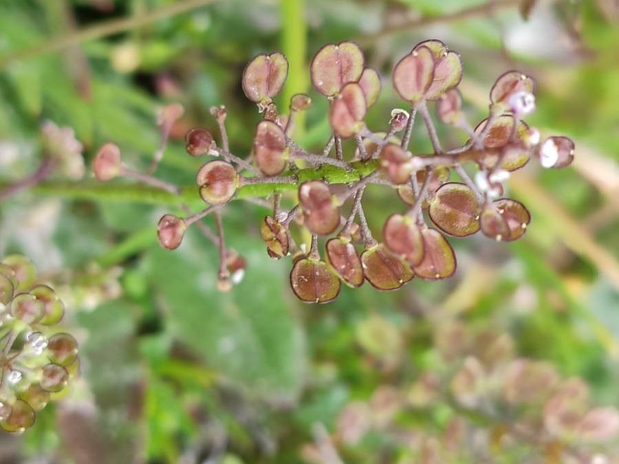 Hornungia procumbens fruit
