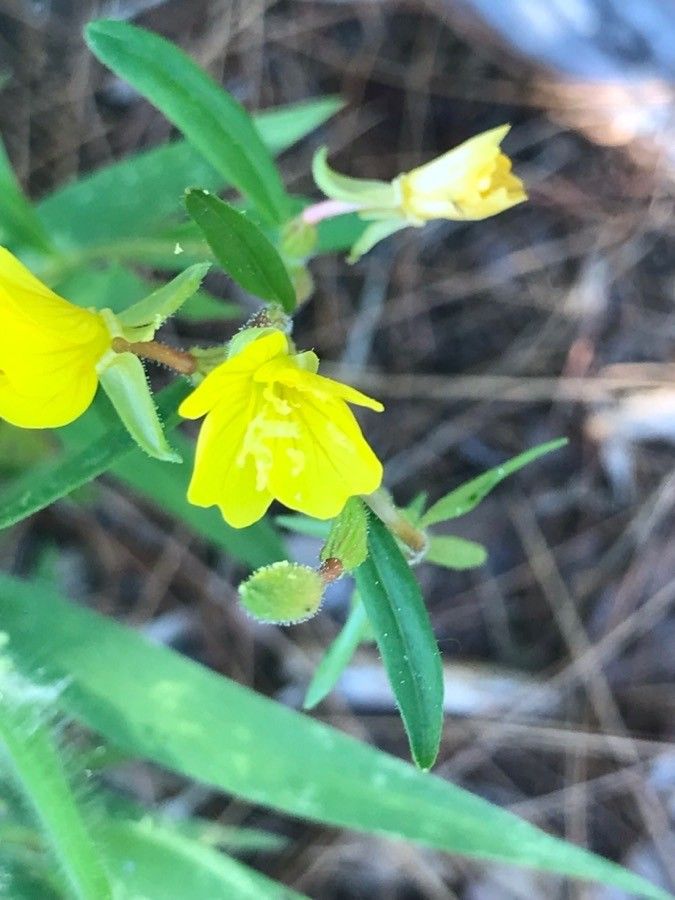 Oenothera perennis flower