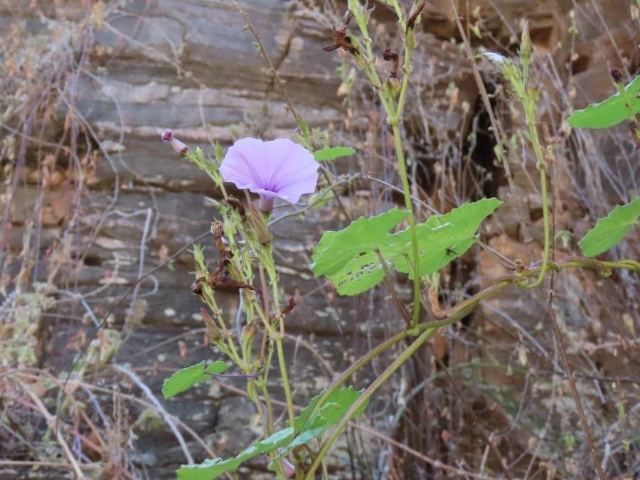 Ipomoea ficifolia habit