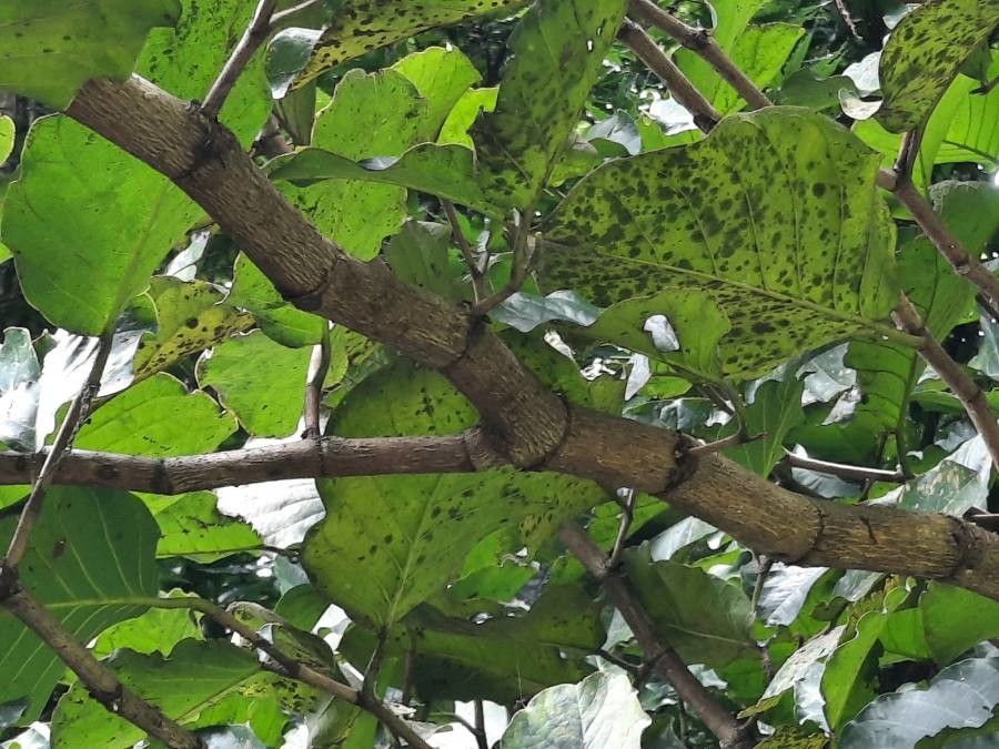 Coccoloba caracasana bark