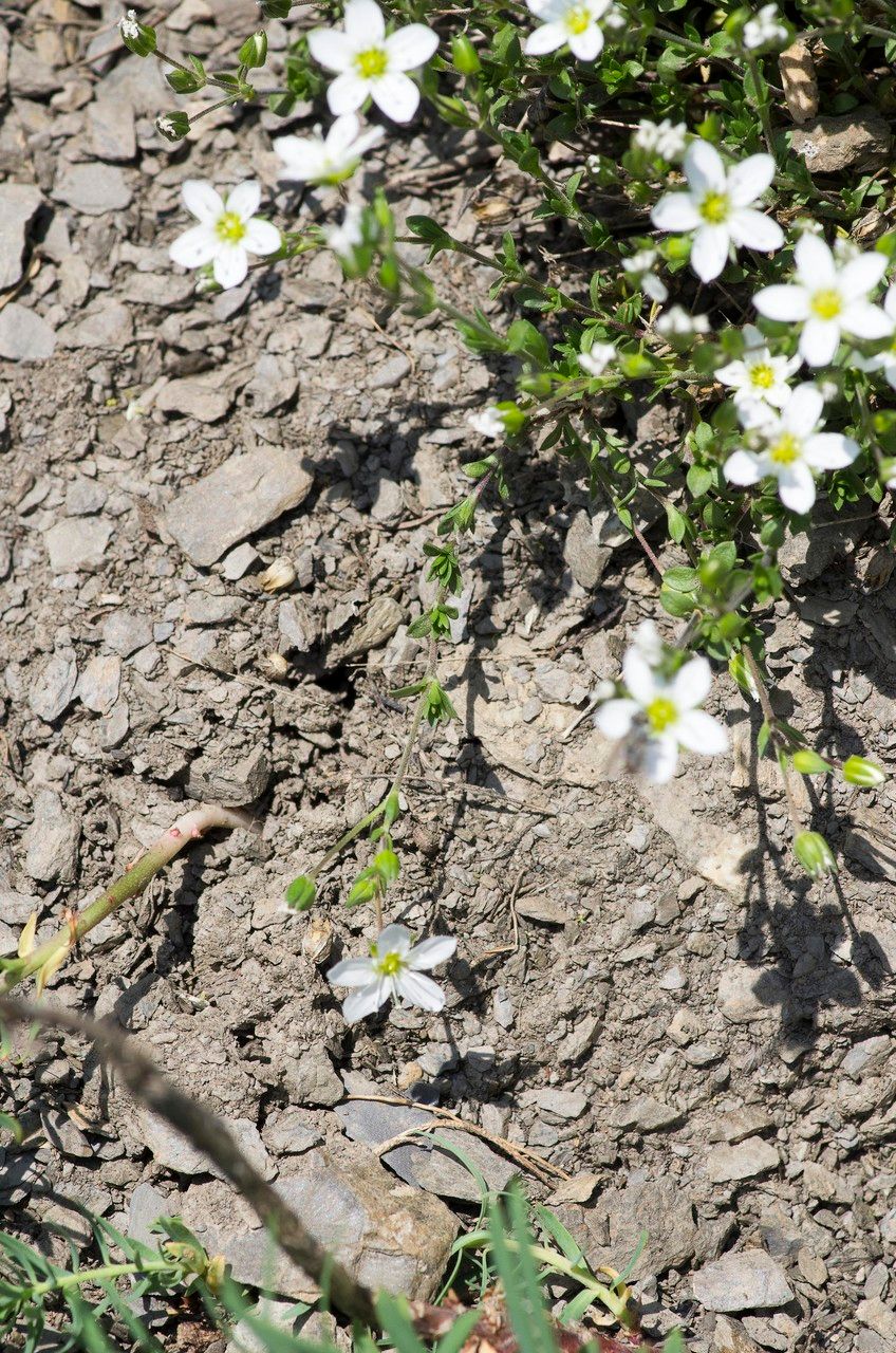 Arenaria multicaulis habit