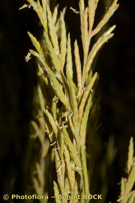 Brachypodium atlanticum — related species from the same genus