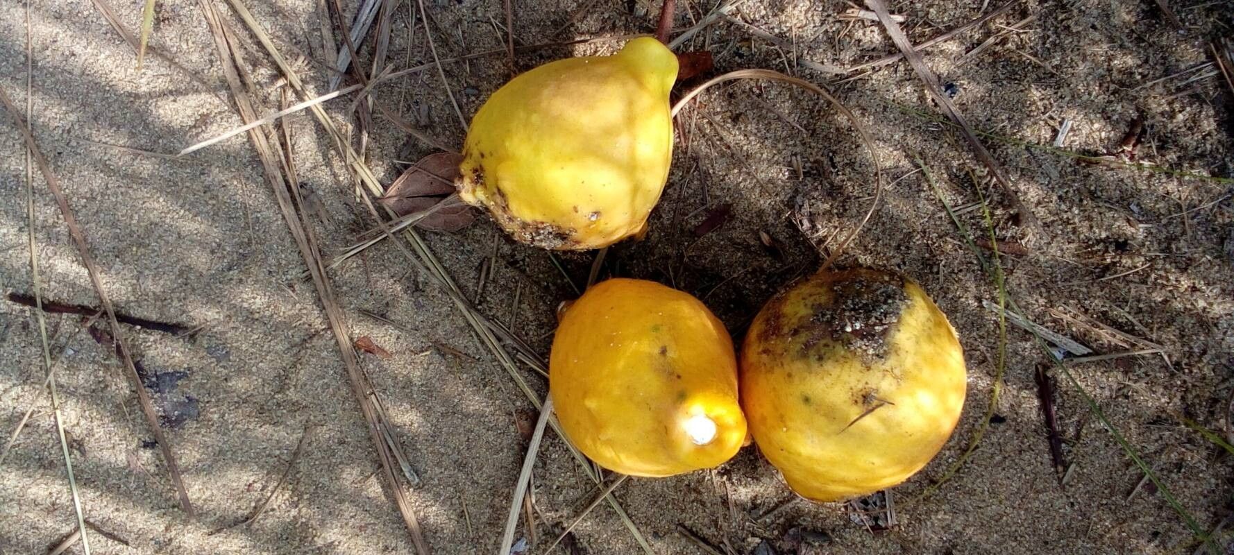 Landolphia lanceolata fruit