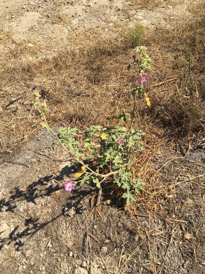 Lavatera bryoniifolia habit